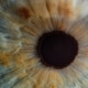 Oog